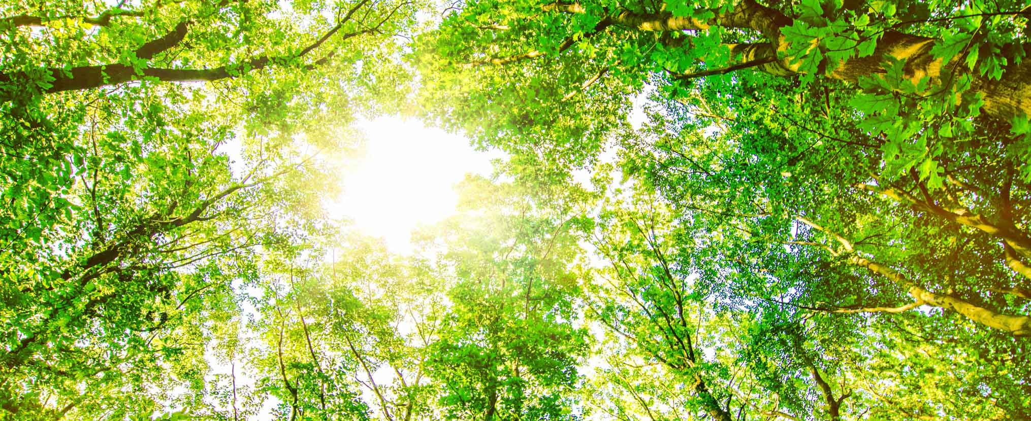 Nachhaltigkeit-INP Nachhaltigkeit-INP